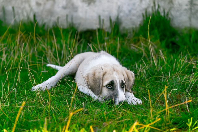 Ben jij de gebeten hond? - Mantel & Voors notarissen